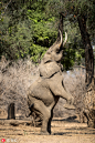 2017年1月4日报道，巴西摄影师Ana Zinger在津巴布韦邂逅一只身躯异常柔软的大象，这只在外觅食的大象看到高处的树叶后，便想各种招数去吃树叶，它一会伸展后腿，一会后腿直立，更有后腿交叉的高难度动作，远看就像是在练瑜伽健身，勇士式和恰图兰卡体位等瑜伽动作令人惊叹。东方IC
