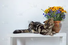 一只缅因猫坐在白色的控制台上，旁边是一个插着橙蓝色花的花瓶，靠在白墙上_5124624686