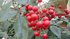 南国红豆特写桌面高清壁纸桌面壁纸3