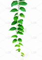 常春藤,植物,叶子,自然,有蔓植物,绿色,垂直画幅,美,枝繁叶茂,墙
