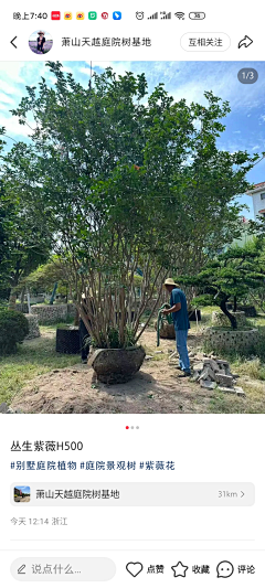 o萌萌o采集到落叶乔木(小乔)
