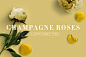 ROSES : Champagne roseFlower：I love only you.