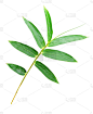 叶子,竹,白色背景,分离着色,自然,垂直画幅,留白,式样,绿色,无人