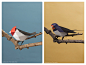 Guardabosques / Fotografía: Aves on Behance