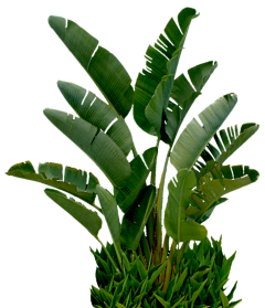 心上人【领】采集到植物