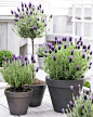 gorgeous potted lavender