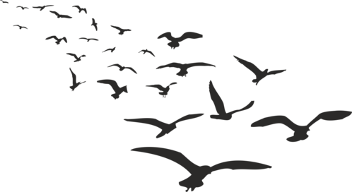 一群飞鸟透明背景
