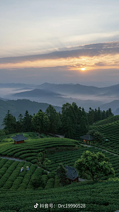 THQING采集到茶海报