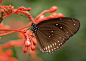 蝴蝶, 昆虫, 动物, 条纹核心蝴蝶, 共同乌鸦蝴蝶, Euploea 核心, 自然, 特写
