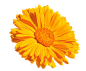 金盏花3