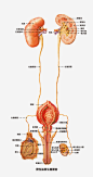 男性生殖器结构解剖图素材免抠素材免费下载_觅元素51yuansu.com