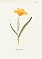 William Dykes Tulip Prints 1930