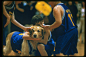 篮球赛也有我的身影        #金毛犬 狗#
