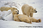Polar bears resting