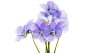 紫花地丁1