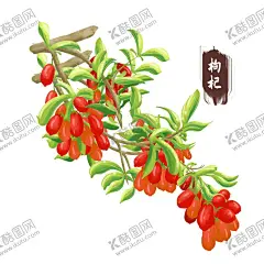 枸杞中药材果子 【酷图网】枸杞插画,中药材插画,中药插画,药材插画,枸杞素材,药材素材,中药材素材,中药材背景,中药材海报,中药材名片,插画