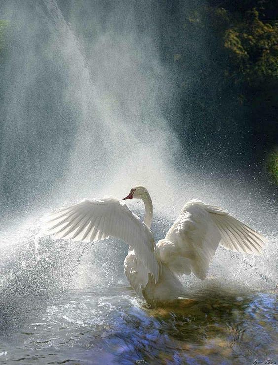 Beautiful White Swan...