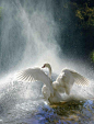 Beautiful White Swan in a Waterfall. Pinned or Repinned by "JacquiandScott" and "Jacqueline Hyland." Come Follow Us. With over 500 Boards and 100K Pins and Gifs, We're a "Must-See" Collection on Pinterest & We Love {{Our