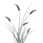 手绘水彩芦苇丛植物透明背景免抠PNG图案 装饰PS设计合成素材 (49)