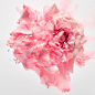 Marcel Christ - Still Life Photographer