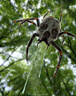 It's a Skulltula in real life! Geeking out here, I don't care how creepy it looks it's really cool
