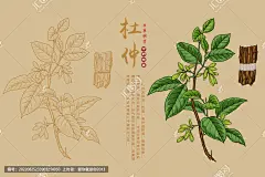 杜仲 中药 药材 中草药 棉树皮 丝棉皮 草本植物 中医文化 药材医草 中药大全 草药包装插画 手绘中草药 中草药包装插画 复古医书草药插图 手绘杜仲
