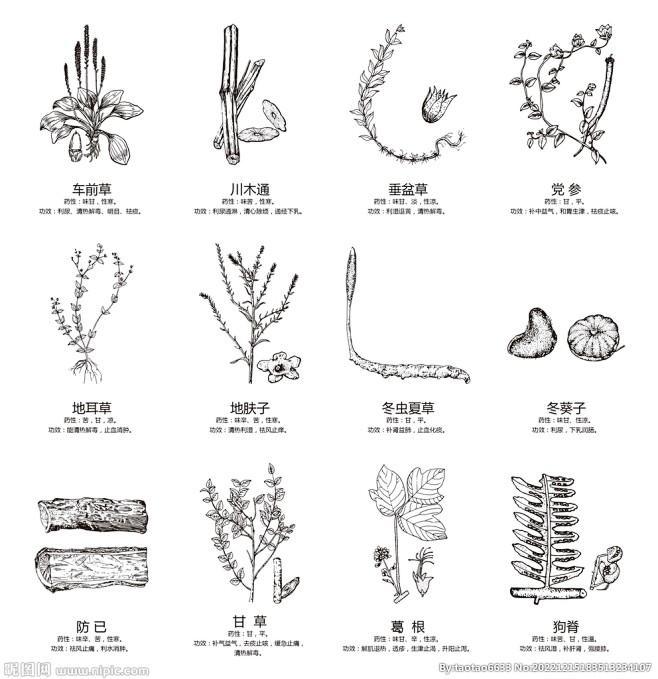 简笔中草药黑白手绘