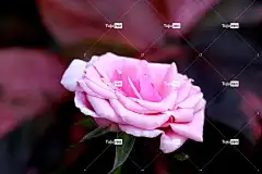 玫瑰 花 玫瑰花 开花 花壁纸 美丽的花朵 花卉背景 自然