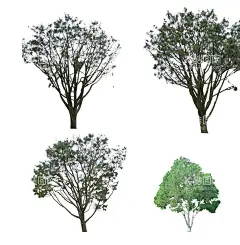 白皮松ps素材贴图  - 源文件下载【酷图网】白皮松,素材,贴图,模型,景观,ps,分层素材,素材图库,设计,PSD分层素材