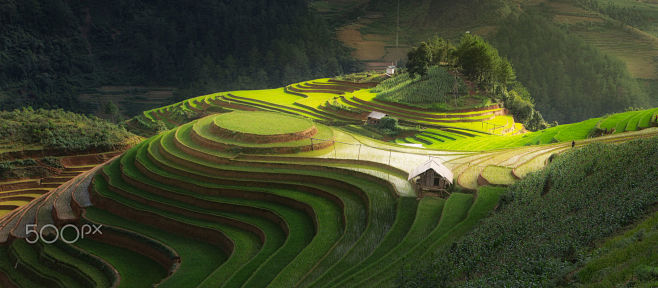 water rice field in ...