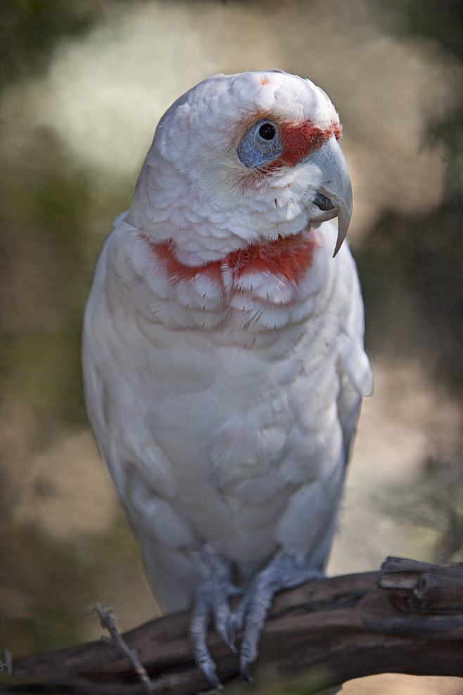 鹦形目凤头鹦鹉科白凤头鹦鹉属长嘴凤头鹦鹉