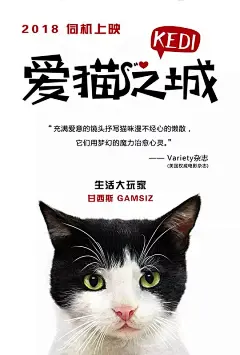 爱猫之城 Kedi 海报
