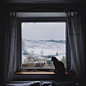 森·窗户和猫