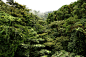 哥斯达黎加的雨林照片摄影图片_ID:150262741-Veer图库