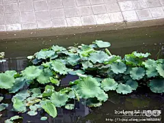 2007年6月16日游北京故宫博物院