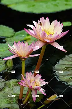 莲花 Waterr莲 花 自然 Buteful 夏天 花壁纸