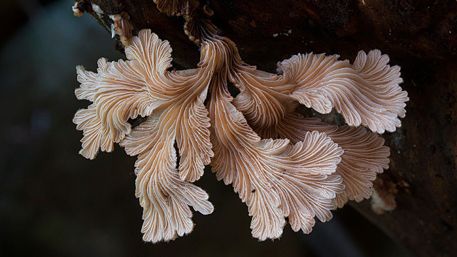 澳大利亚摄影师美妙的菌类摄影作品----...