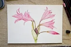 彩铅画图片_360图片