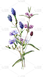 蓝色和紫色森林花的水彩画花束
