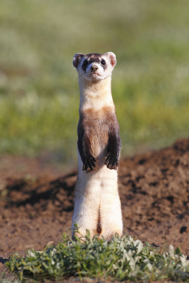 食肉目鼬科草原鼬属草原鼬站立
