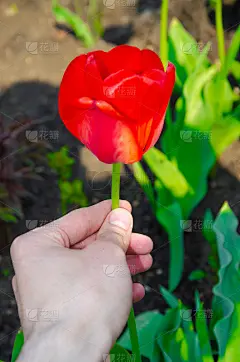 红色郁金香特写。开放和封闭的花蕾郁金香。明亮的郁金香花从四面八方。鲜花迎新春