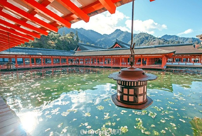 #広島##厳島神社#朱色回廊、大鸟居与鹿...