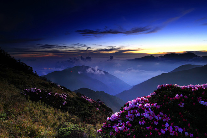 合欢山的黄昏。漂亮的杜鹃花。大同村，台湾...