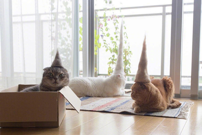戴帽子的猫，摄影师 Ryo Yamaza...