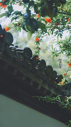 jasminesai采集到摄影 植物 古风