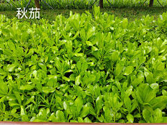 GUONENG采集到景观-项目考察-现状照片