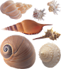 白海螺