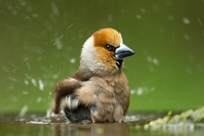 Photograph Bathing h...