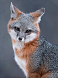 Grey Fox in Grey by © tinmanlee_动物 _M萌宠一箩筐采下来 #率叶插件，让花瓣网更好用#