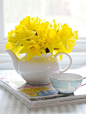 daffodils inside a sweet tea pot: 